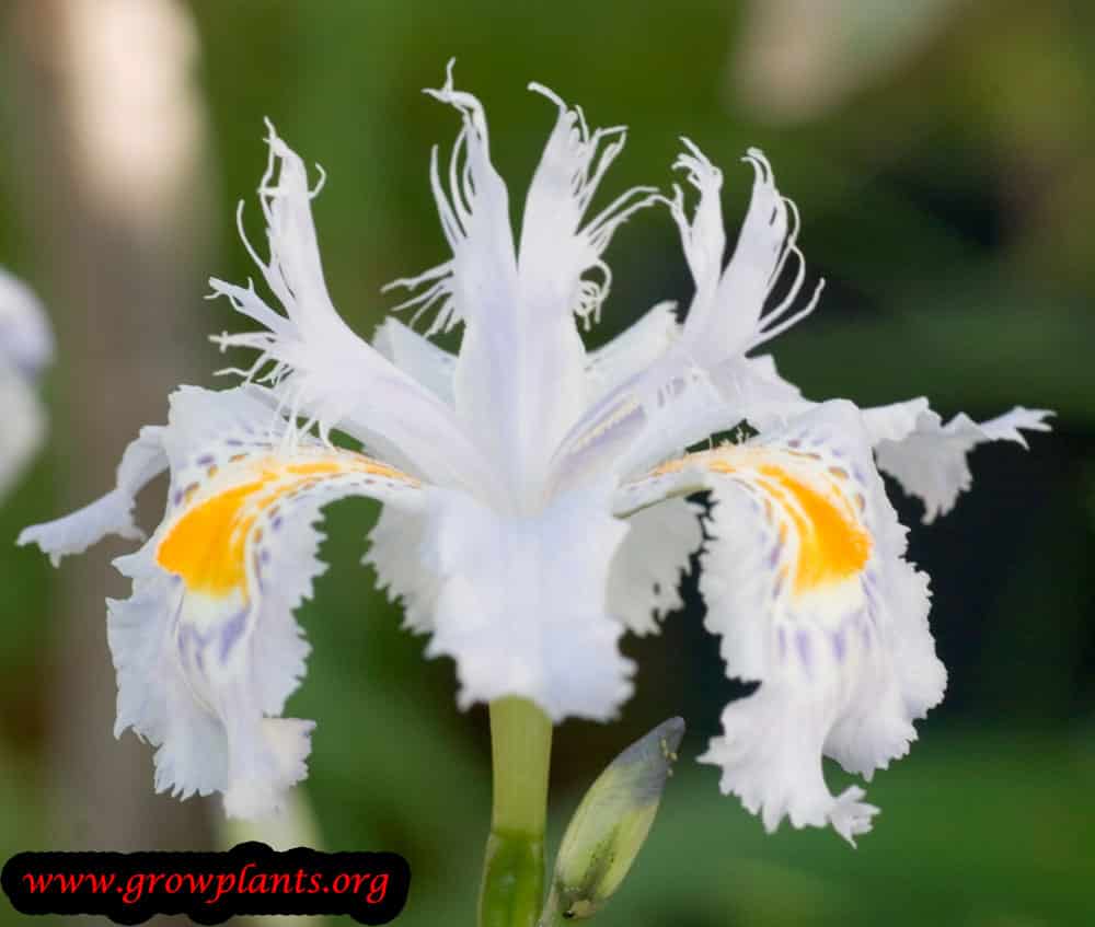 Growing Iris japonica