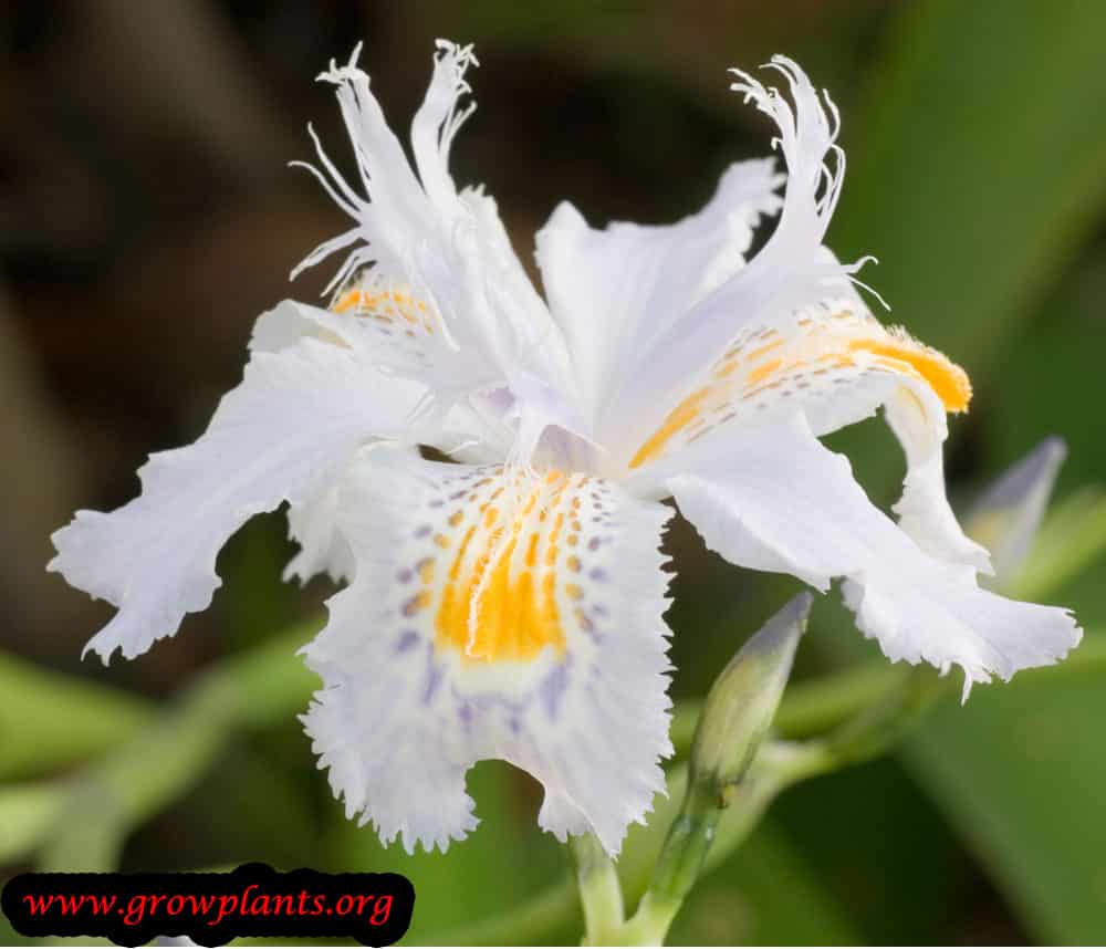 Iris japonica cut flower
