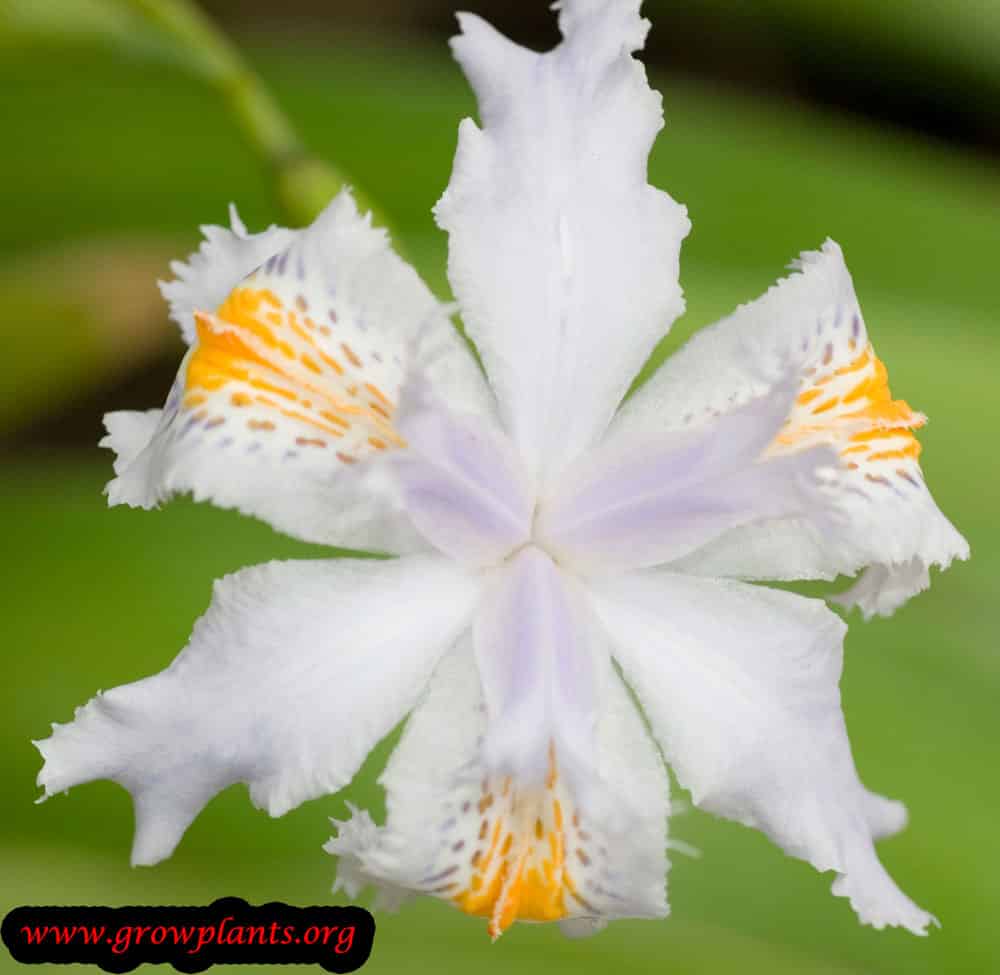 Iris japonica beauty flower