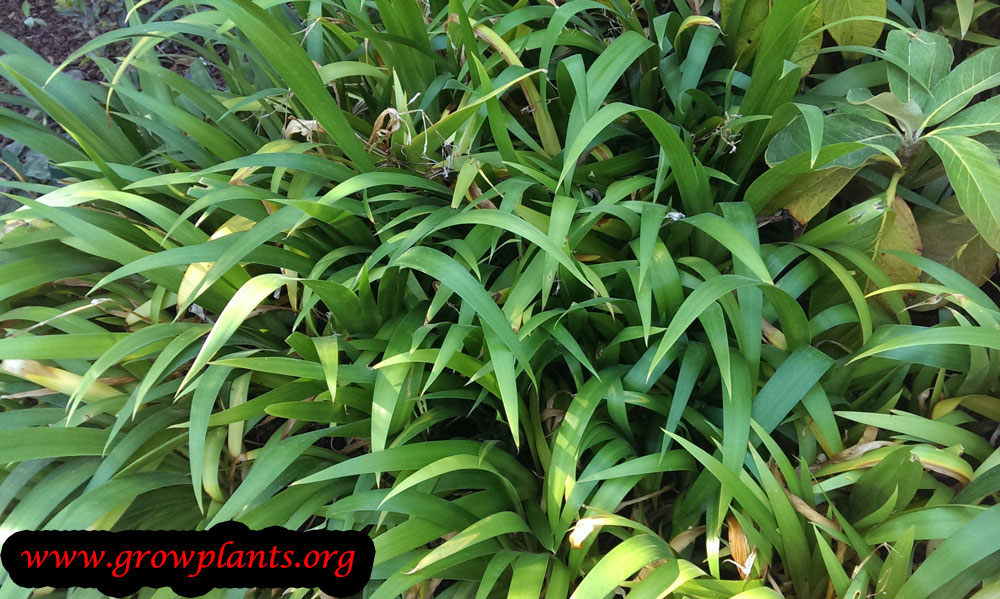 Growing Iris japonica plants