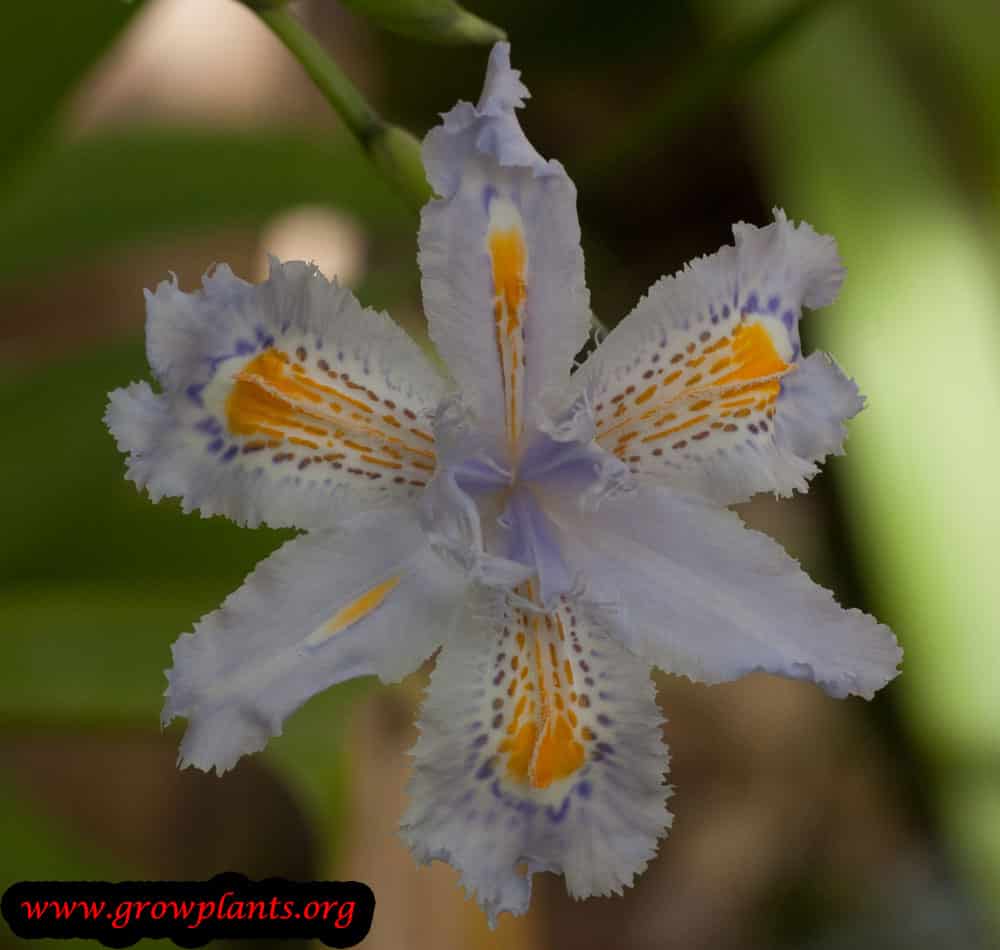 Iris japonica plant information