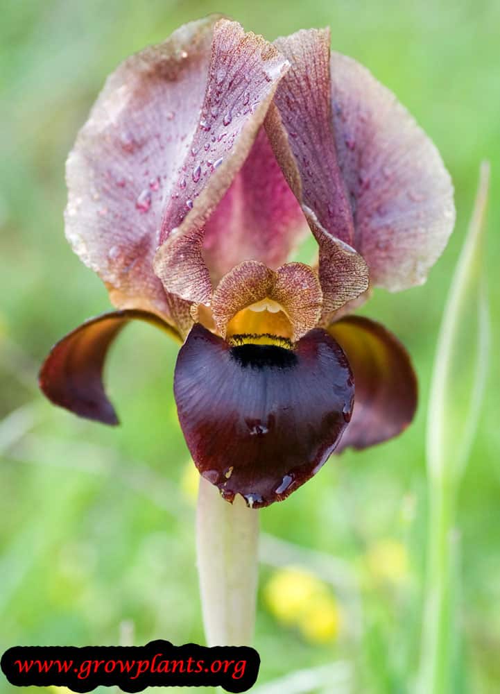 Iris oncocyclus flower