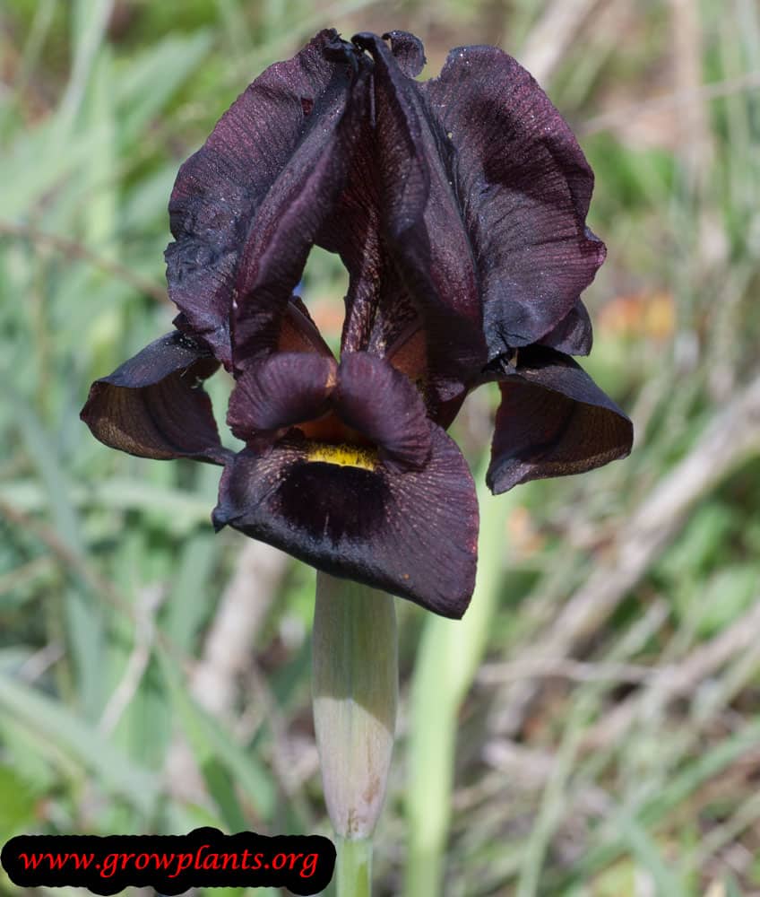 Iris oncocyclus cut flower