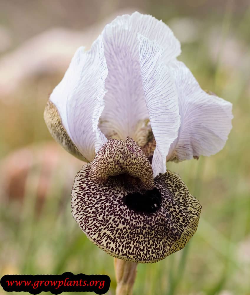 Iris oncocyclus plant care
