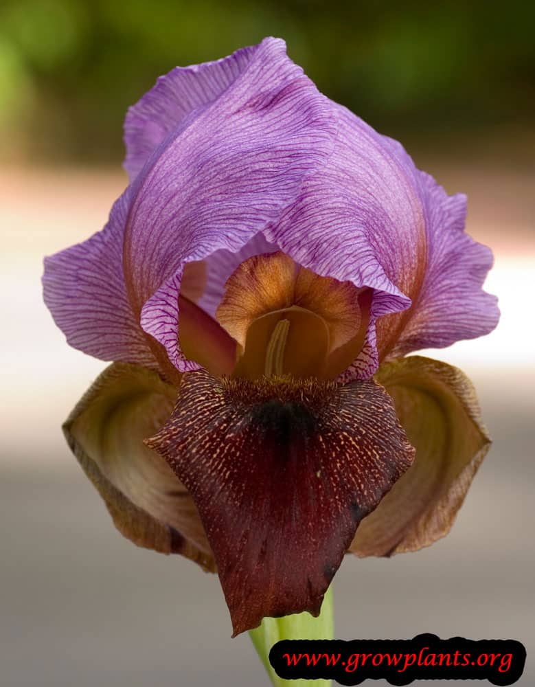 Iris oncocyclus purple red flower
