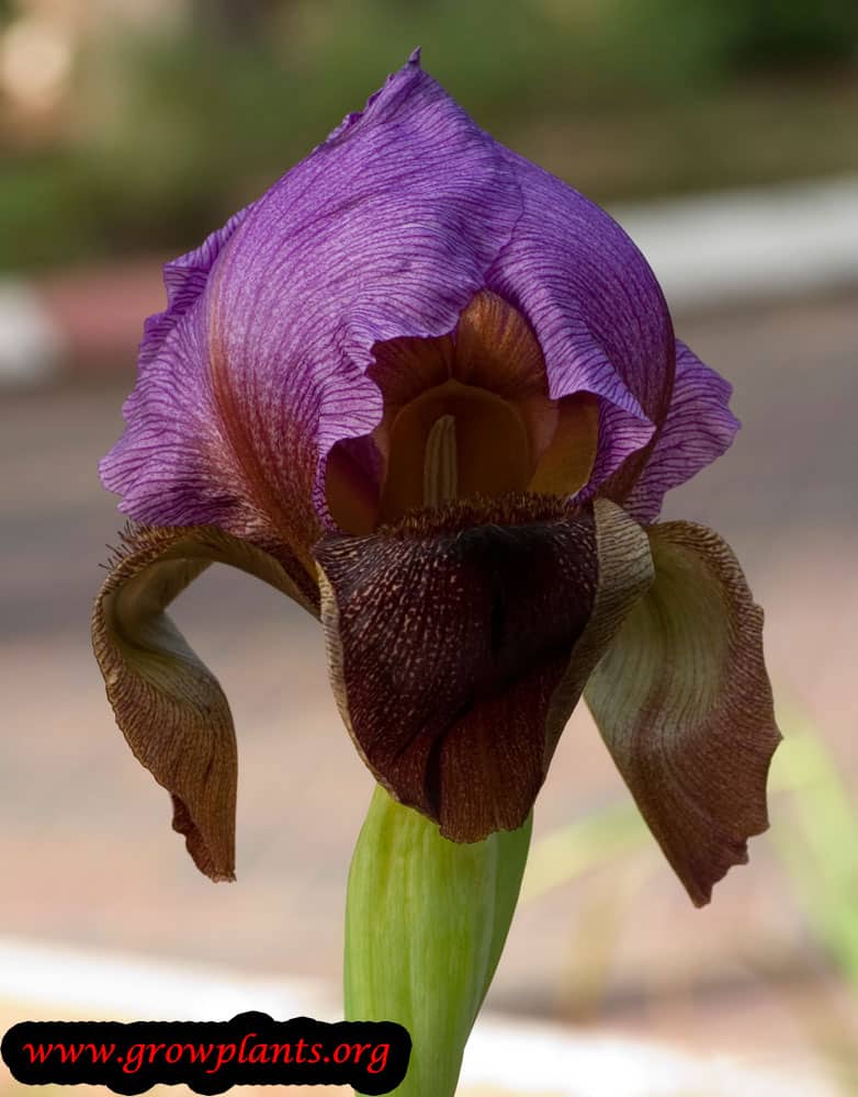 Iris oncocyclus beauty flower