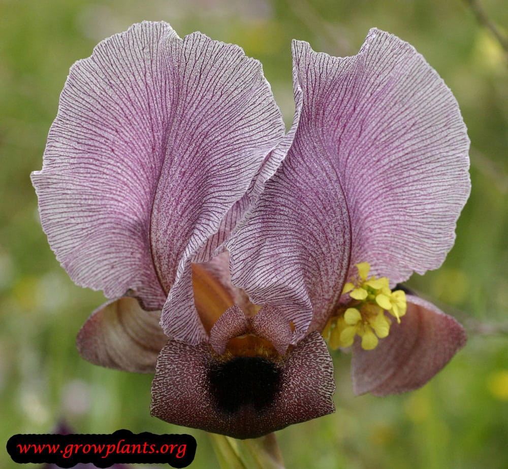 Iris oncocyclus information about grow and care