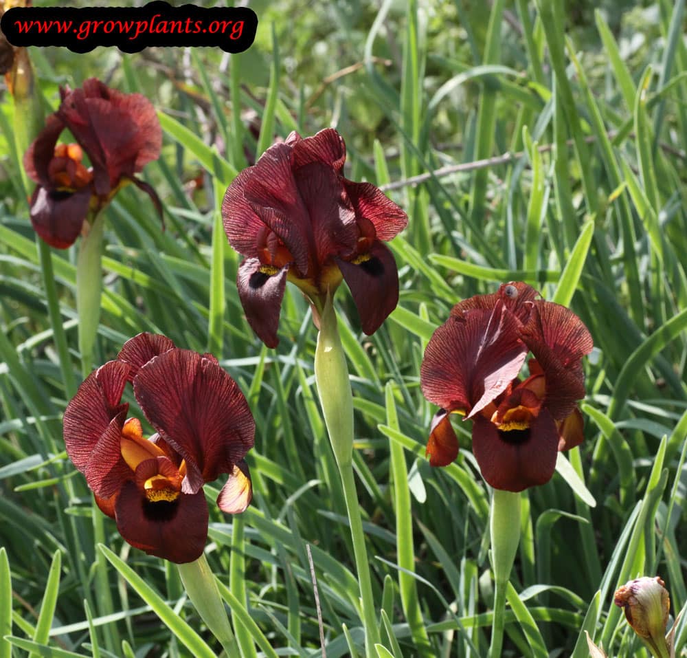 Iris oncocyclus brown flowers