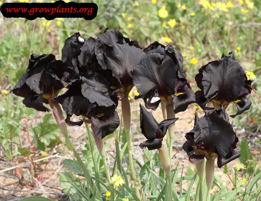 Iris oncocyclus black flowers