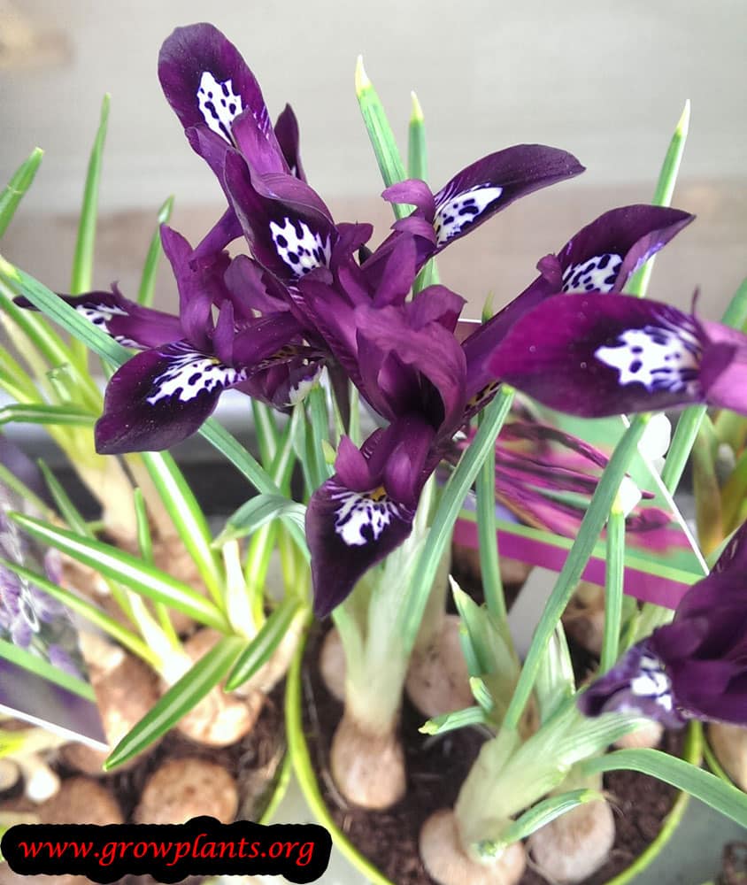 Iris pauline flower