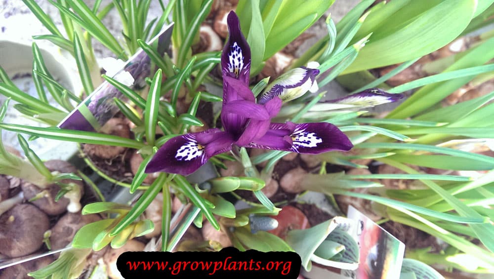 Growing Iris pauline