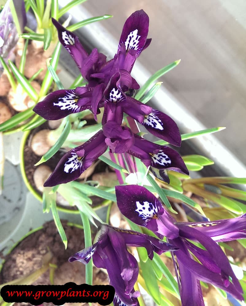 Iris pauline plant care