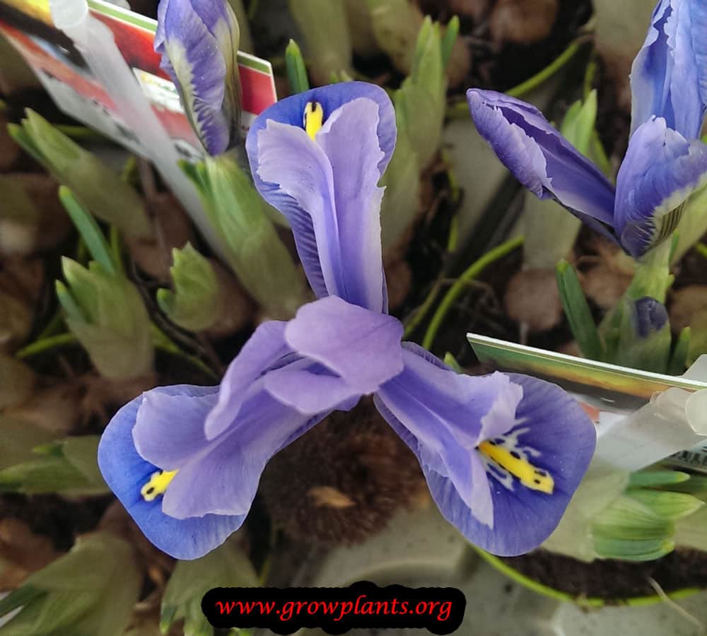 Growing Iris reticulata