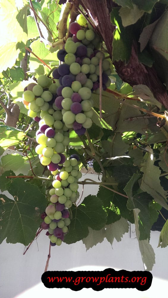 Isabella grape