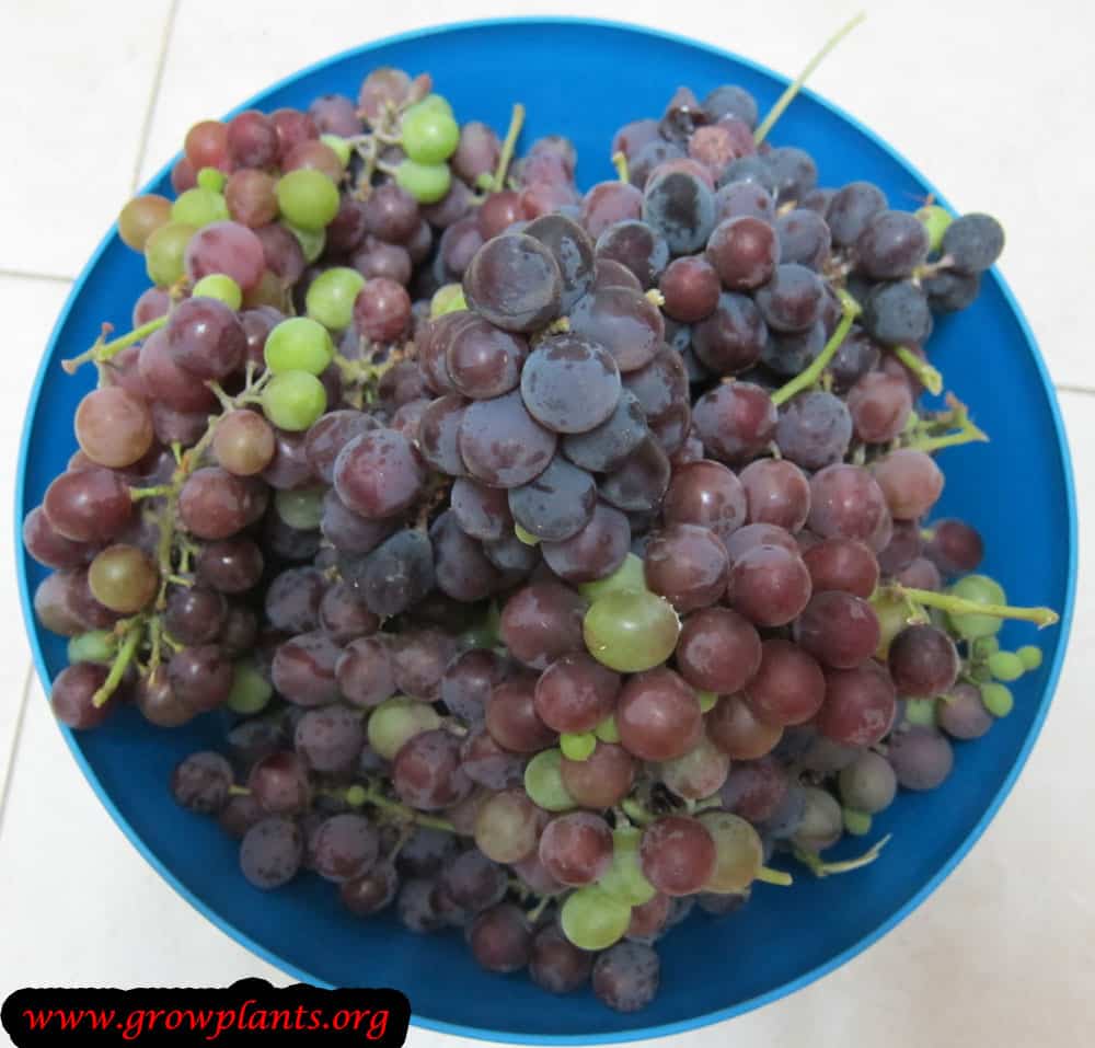 Isabella grapes