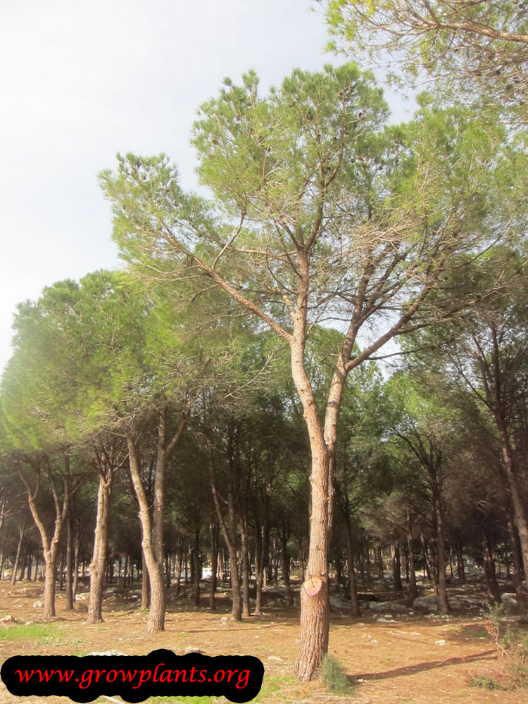 Italian stone pine tree