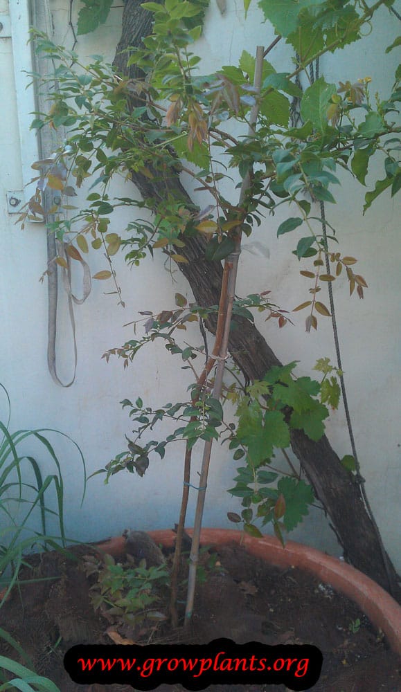 Jabuticaba plant care