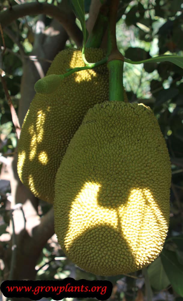 Harvest Jackfruit