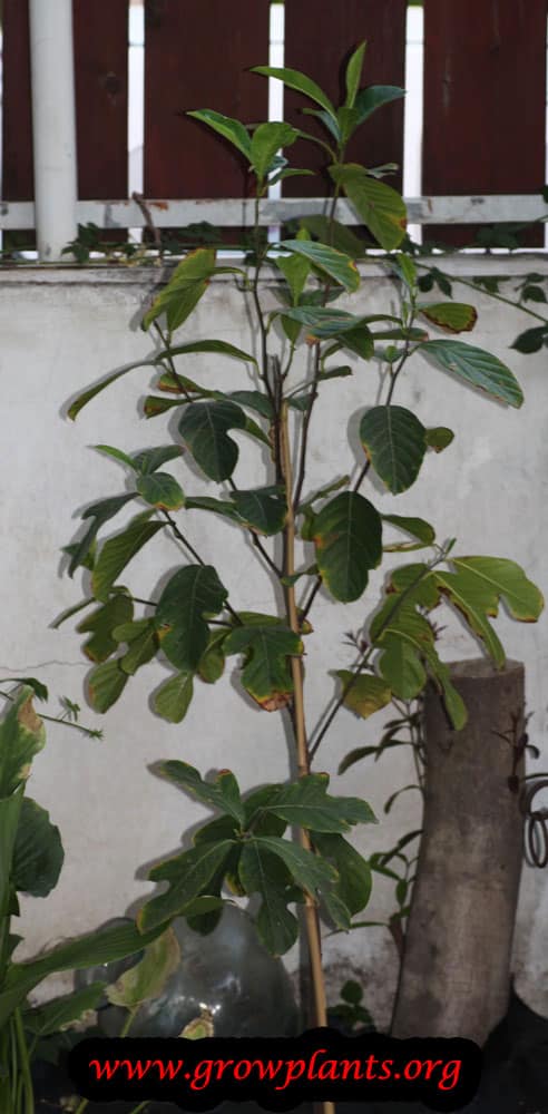 Jackfruit plant care