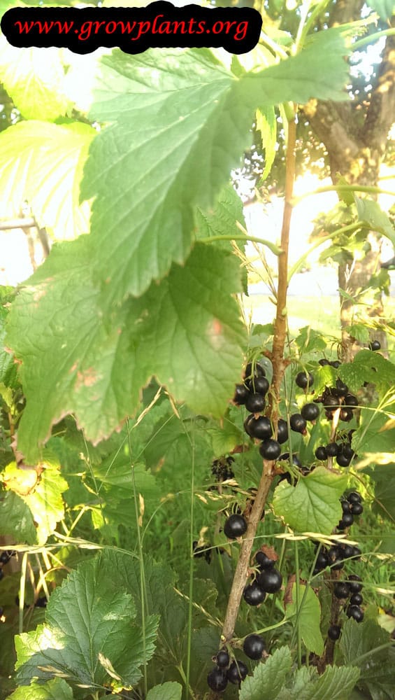 Harvesting Jostaberry fruits