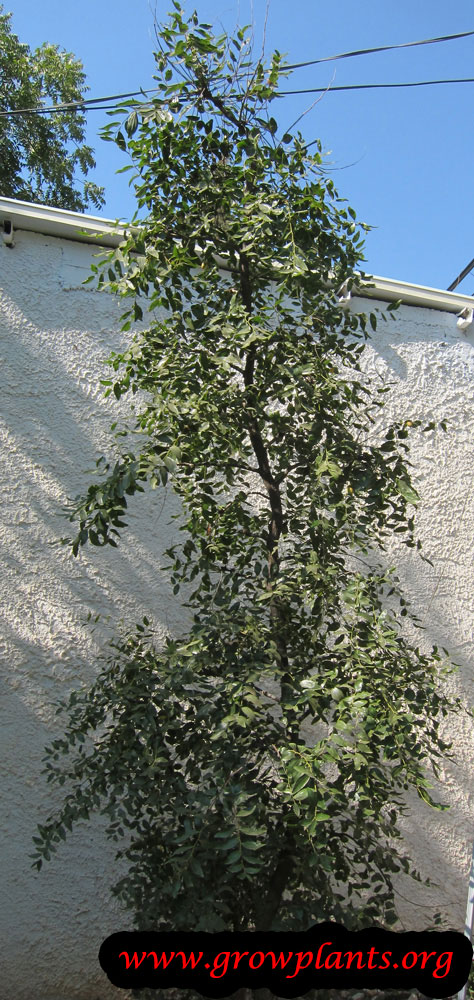 Jujube tree plant