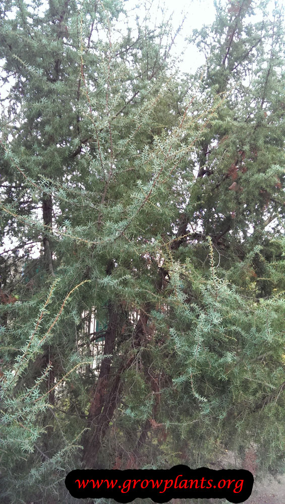 Growing Juniperus communis