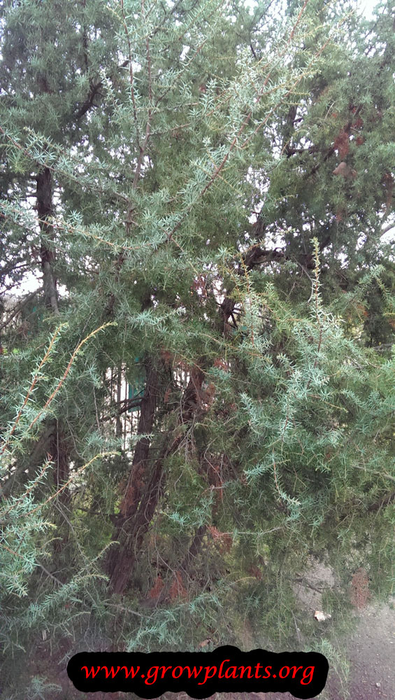 Juniperus communis plant