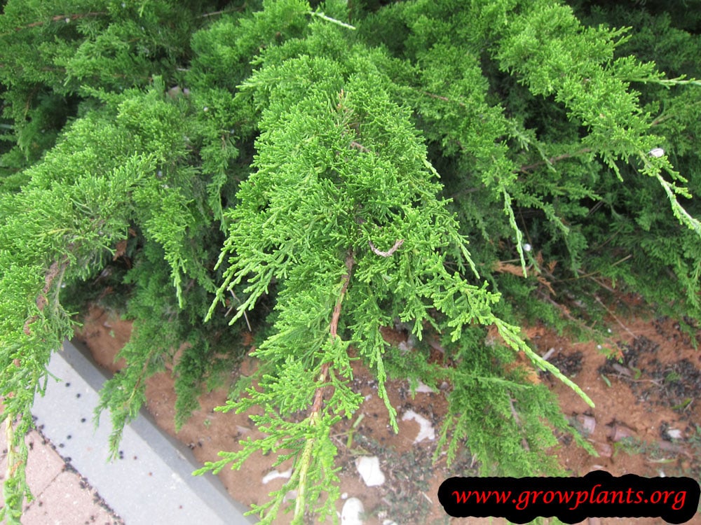 Growing Juniperus sabina