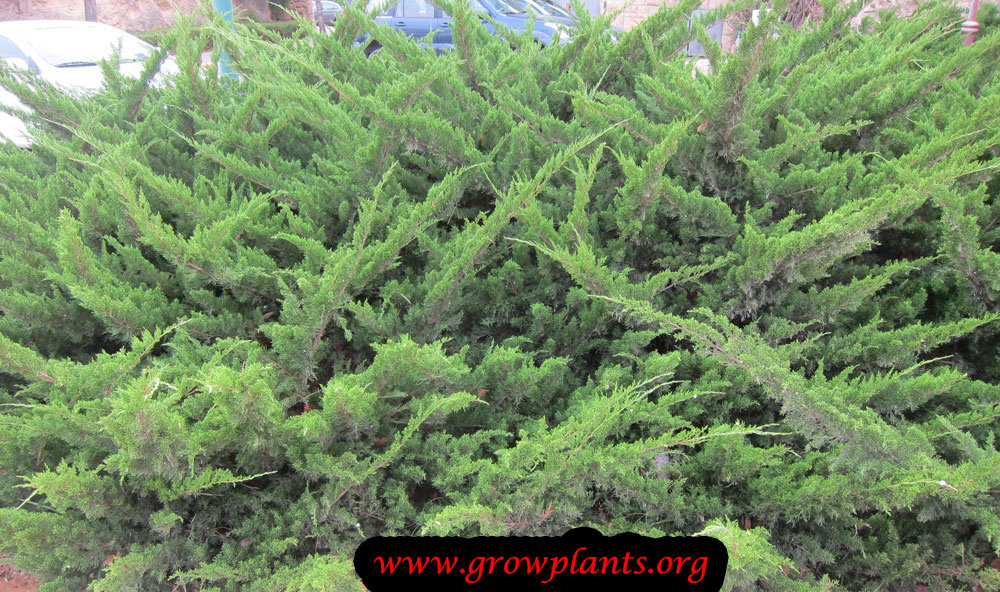 Juniperus sabina plant care