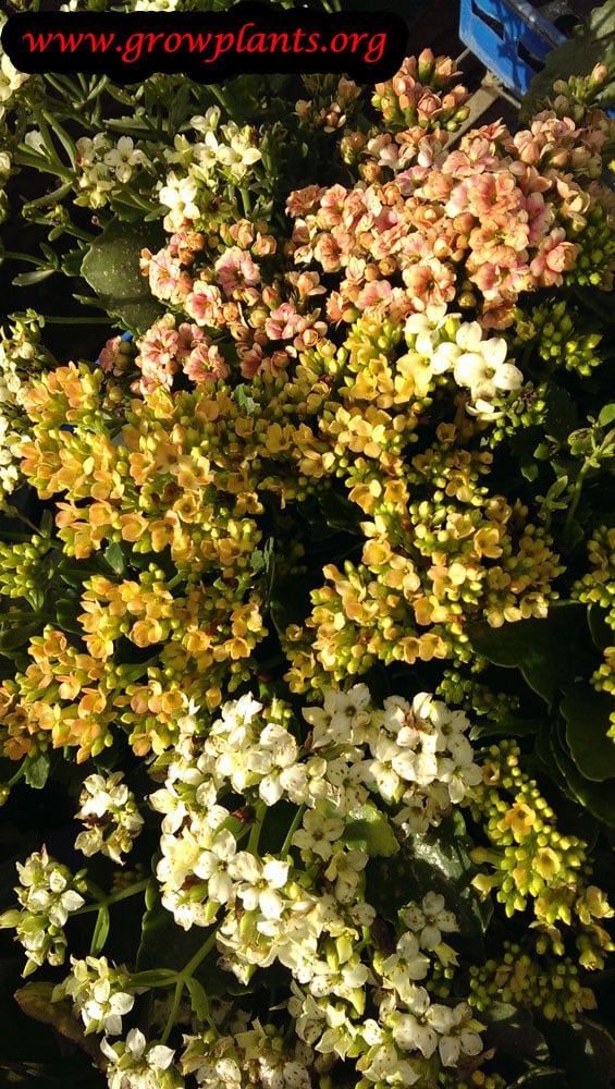Kalanchoe blossfeldiana as houseplant