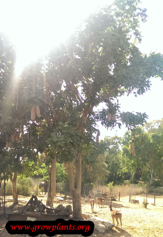 Kigelia tree