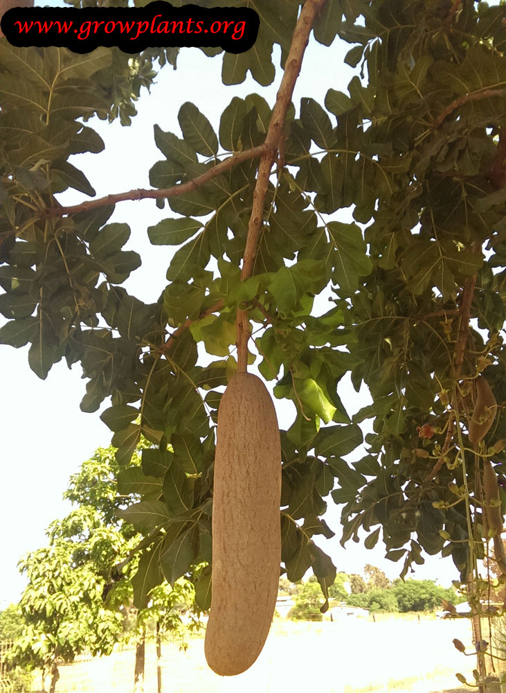 Kigelia tree fruits