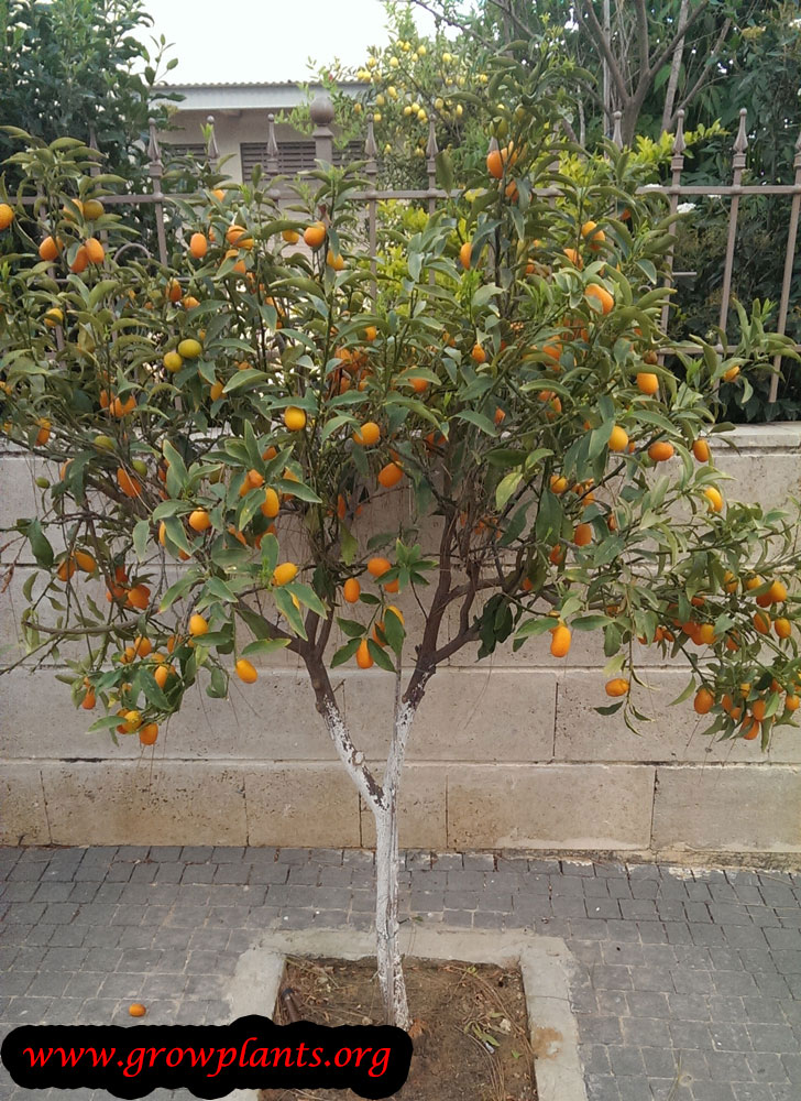 Harvest Kumquat fruit