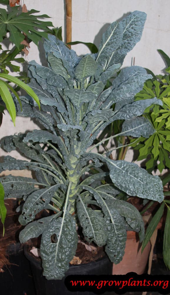 Lacinato Kale harvest leaves