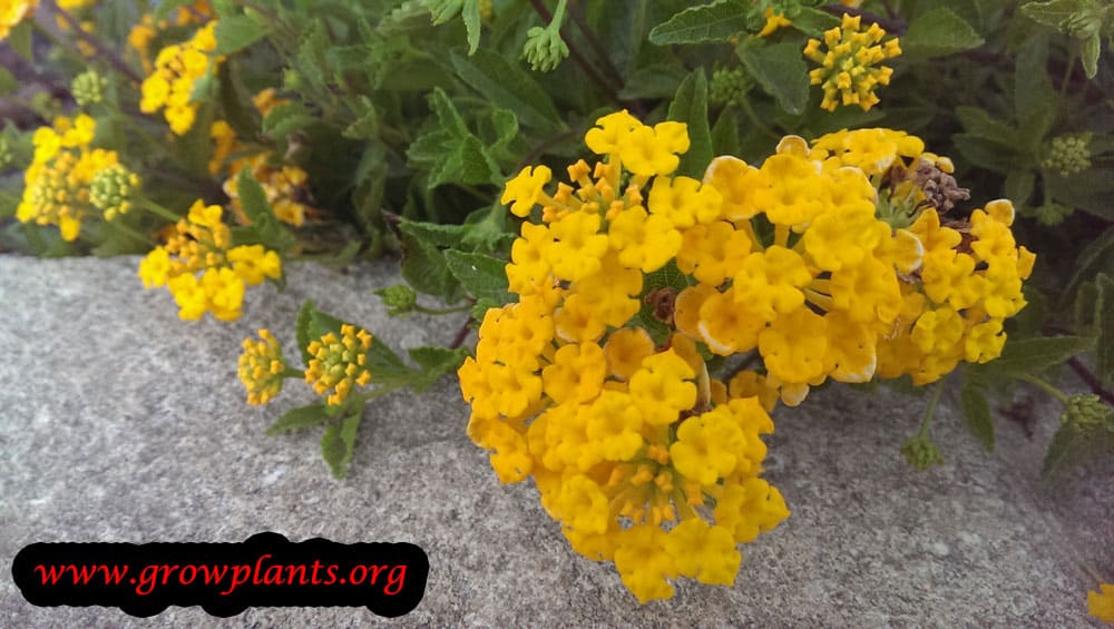 Lantana new gold flowers