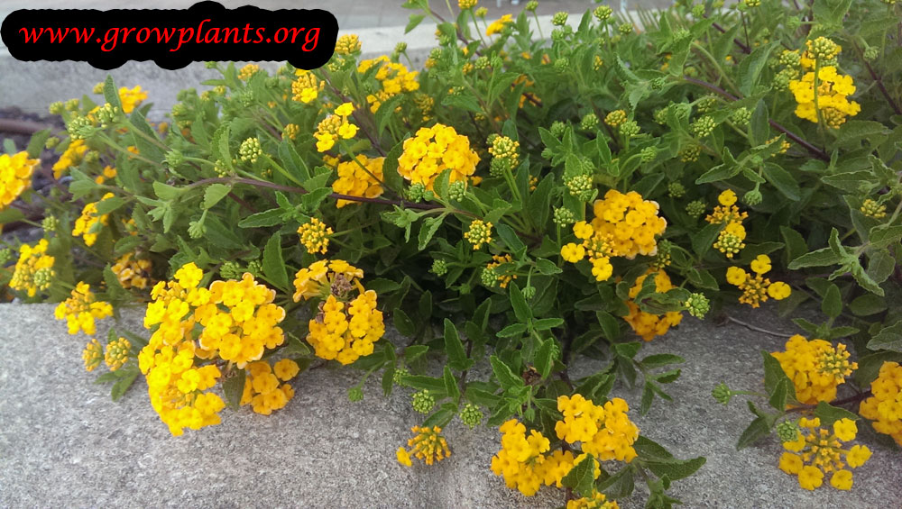 Lantana yellow flowers