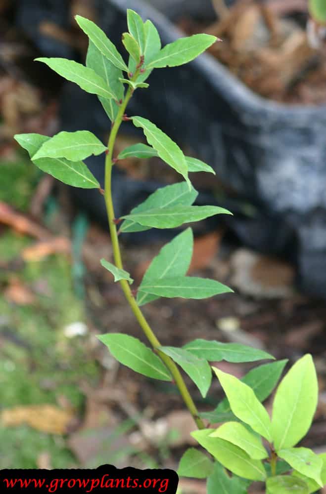 Laurus nobilis plant care
