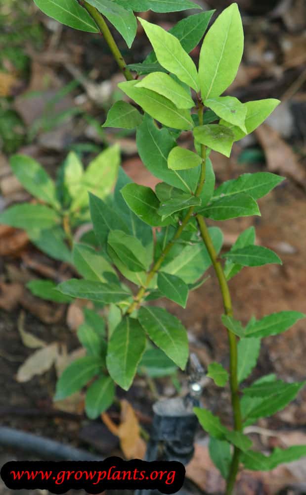 Growing Laurus nobilis plant