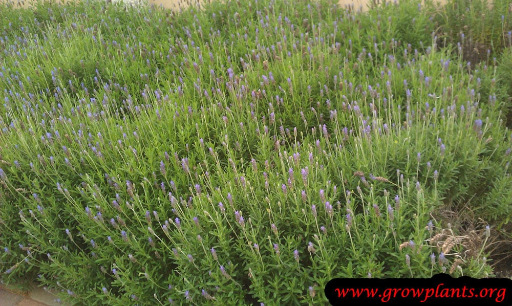 Lavender plant care