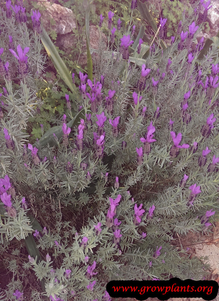 Harvest Lavender plant