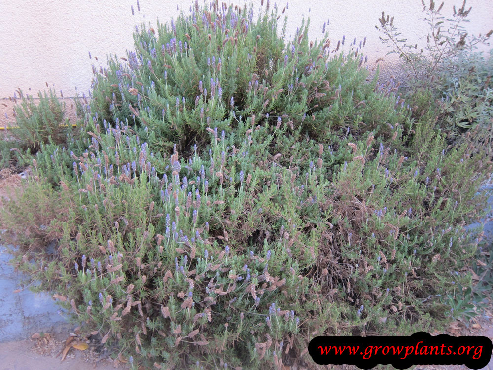 Lavender plant grow and care