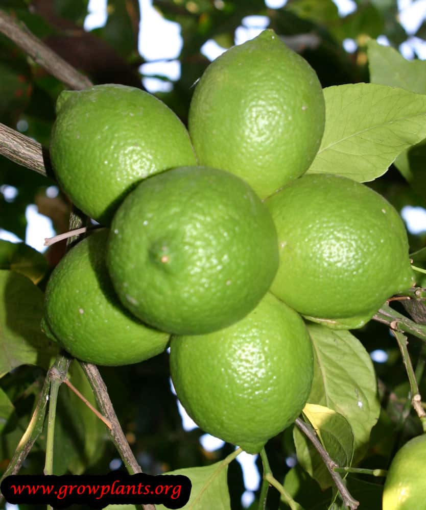 Harvest Lemon fruits