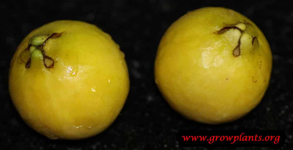 Growing Lemon Guava