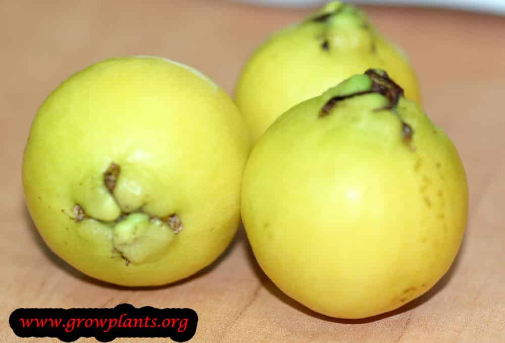Harvest Lemon Guava