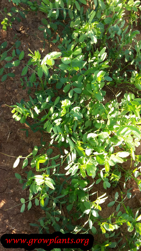 Lentil plant