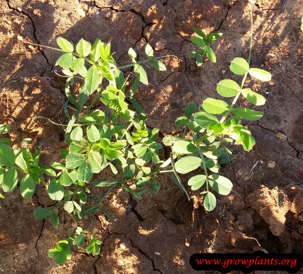 Growing Lentil plant