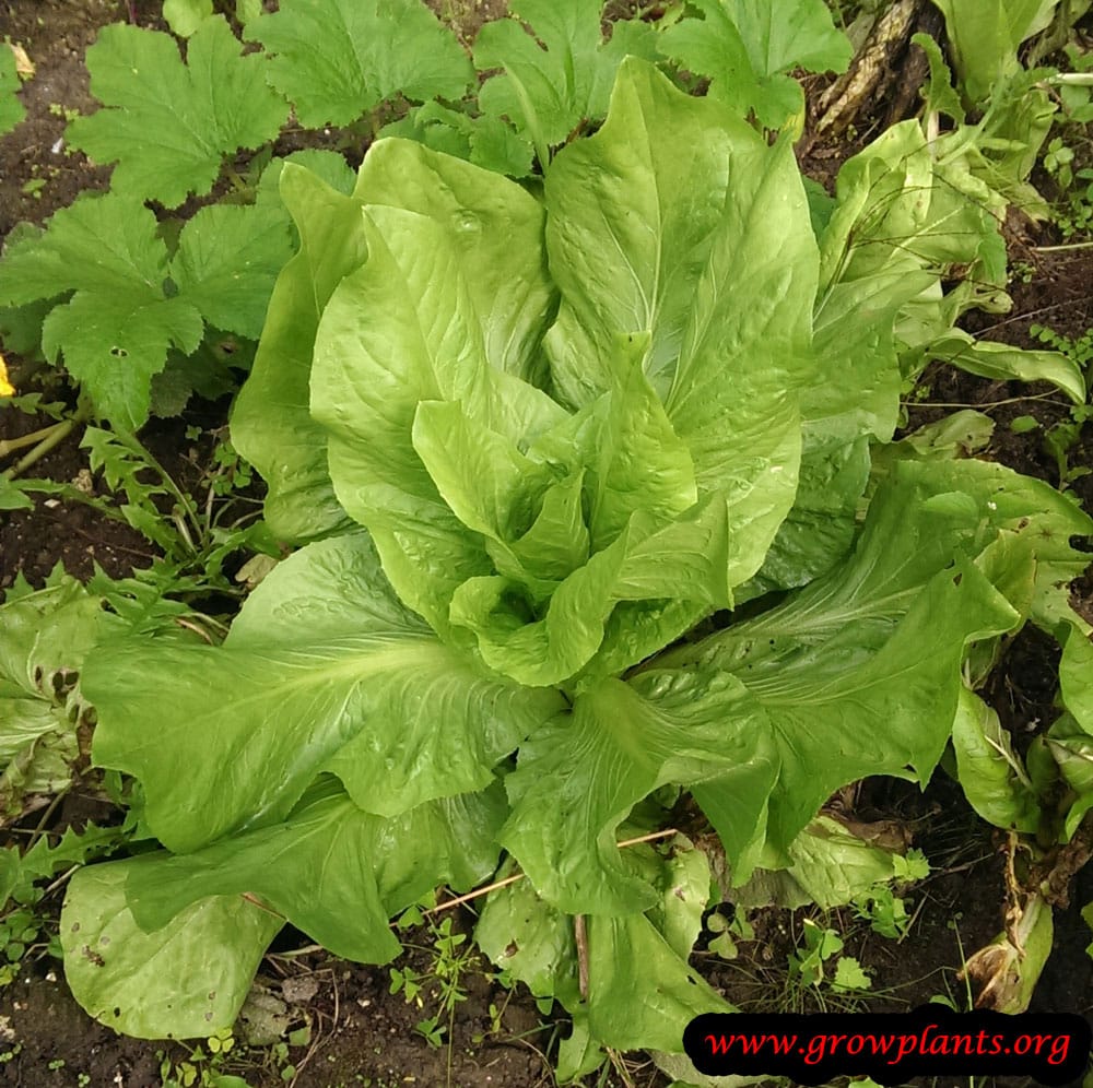 Lettuce plant growing tips
