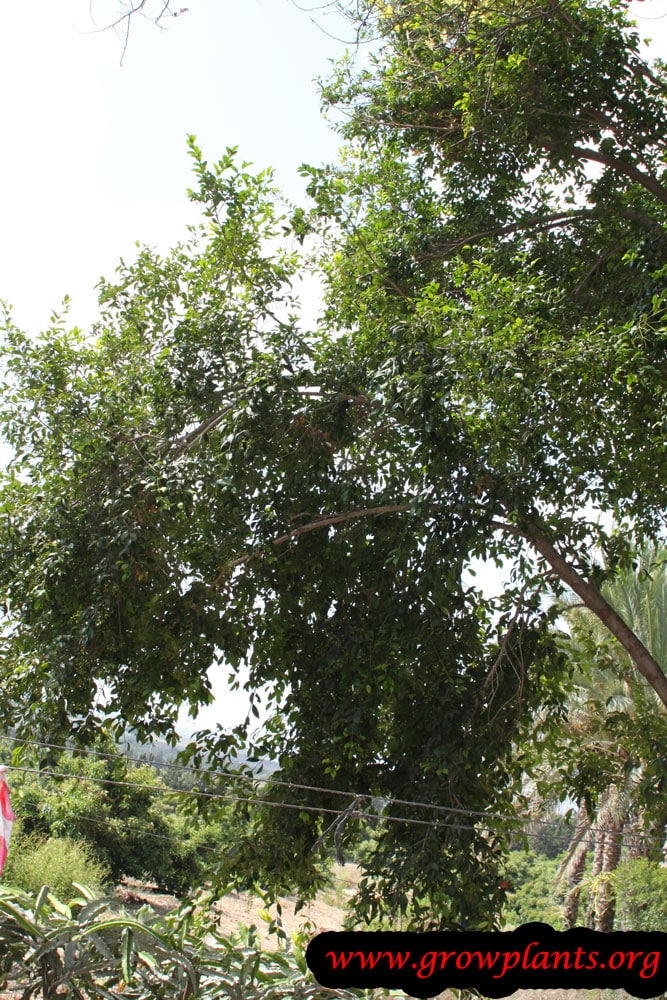 Lilly Pilly tree
