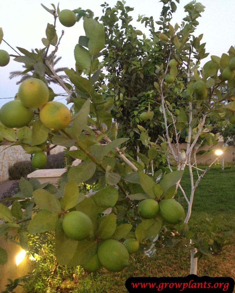 Growing Lime tree