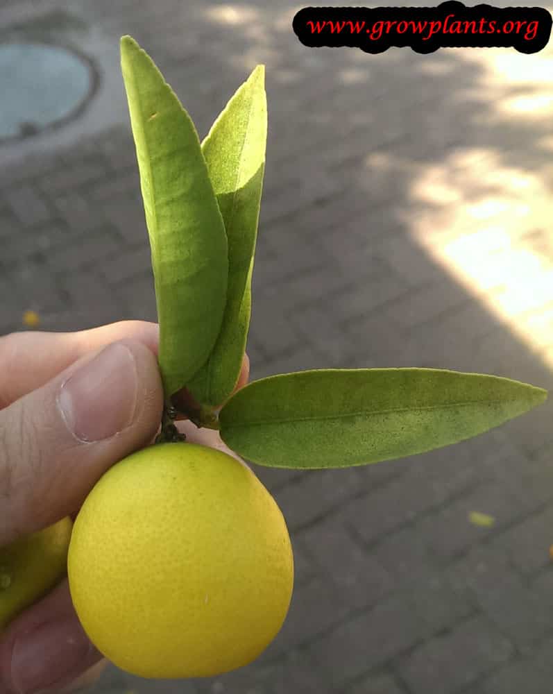 Harvest Limequat tree